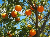 orange tree carrying many oranges. It was pruned.